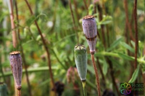 Papaver dubium (2).jpg_product